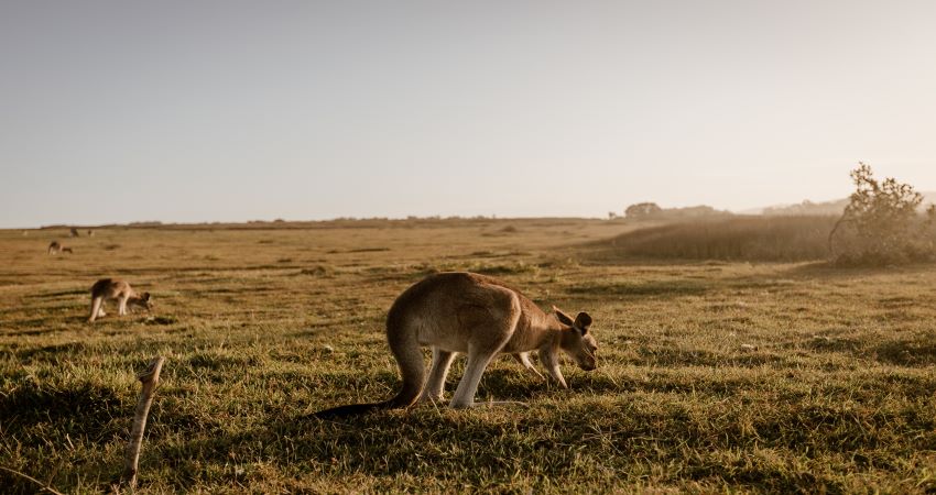 Australia Updates Financial Capacity Requirements for Student and Student Guardian Visas
